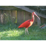 Scarlet Ibis